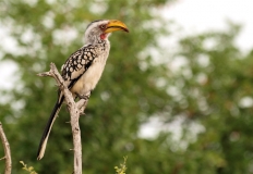 Hornbill on branch, South-Africa